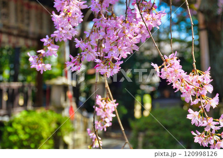 水火天満宮 美しい枝垂れ桜(京都府京都市上京区) 水火天満宮 美しい枝垂れ桜(京都府京都市上京区) 120998126