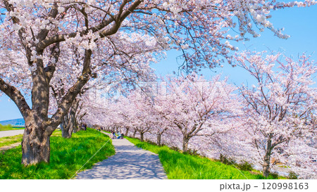 大河津分水桜並木 大河津分水桜並木 120998163