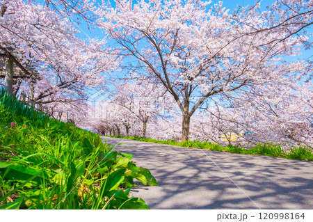 大河津分水桜並木 120998164