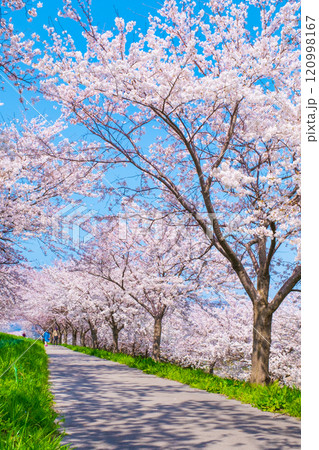 大河津分水桜並木 大河津分水桜並木 120998167