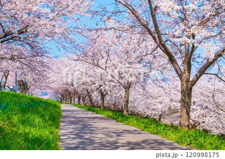 大河津分水桜並木 大河津分水桜並木 120998175