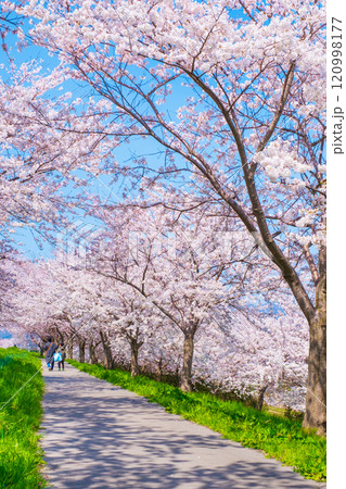 大河津分水桜並木 120998177