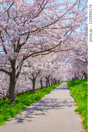 大河津分水桜並木 120998178