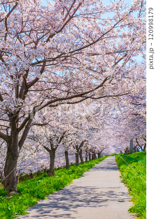 大河津分水桜並木 120998179