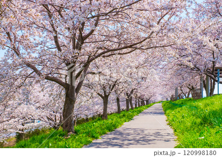 大河津分水桜並木 120998180
