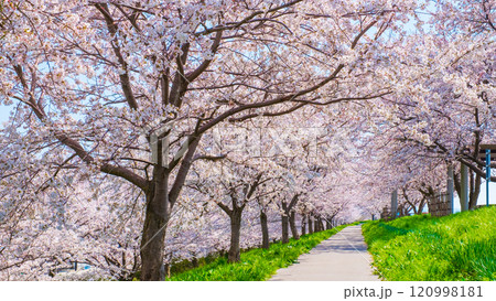 大河津分水桜並木 大河津分水桜並木 120998181