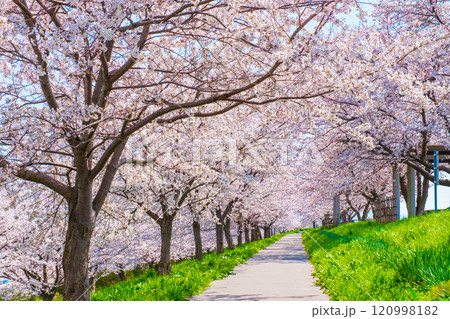 大河津分水桜並木 大河津分水桜並木 120998182