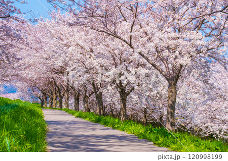 大河津分水桜並木 120998199