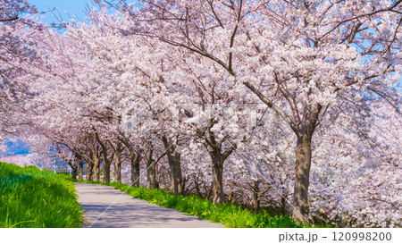 大河津分水桜並木 120998200