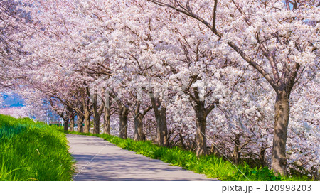 大河津分水桜並木 120998203