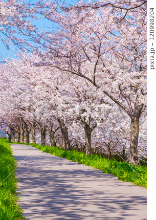 大河津分水桜並木 大河津分水桜並木 120998204