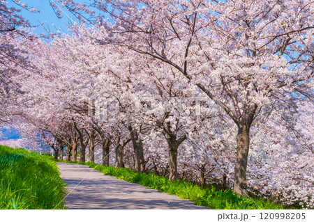 大河津分水桜並木 大河津分水桜並木 120998205