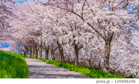大河津分水桜並木 大河津分水桜並木 120998206