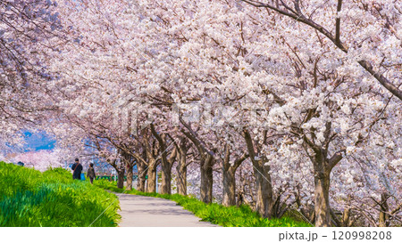 大河津分水桜並木 120998208