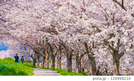 大河津分水桜並木 120998210