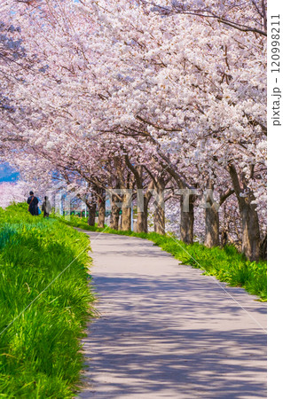 大河津分水桜並木 大河津分水桜並木 120998211