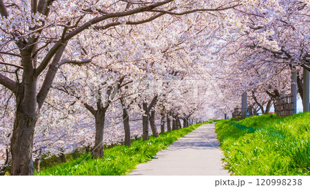 大河津分水桜並木 120998238