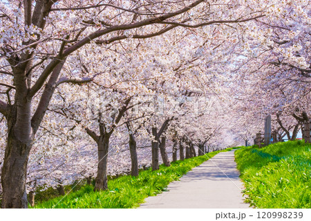 大河津分水桜並木 120998239