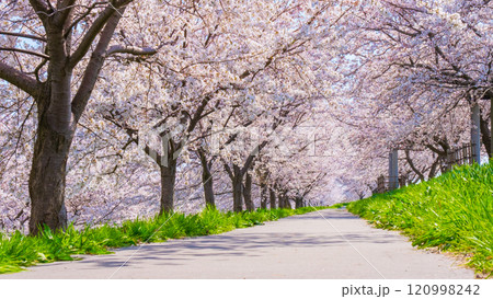大河津分水桜並木 大河津分水桜並木 120998242
