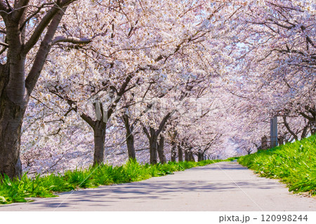 大河津分水桜並木 120998244