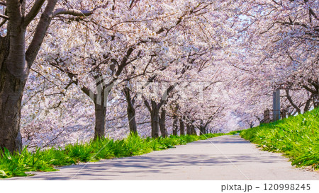 大河津分水桜並木 120998245
