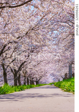 大河津分水桜並木 大河津分水桜並木 120998261