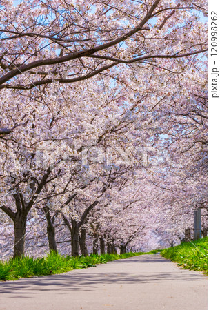 大河津分水桜並木 120998262