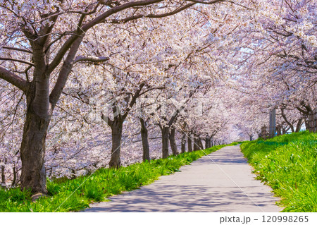 大河津分水桜並木 大河津分水桜並木 120998265