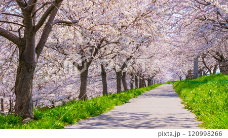 大河津分水桜並木 大河津分水桜並木 120998266