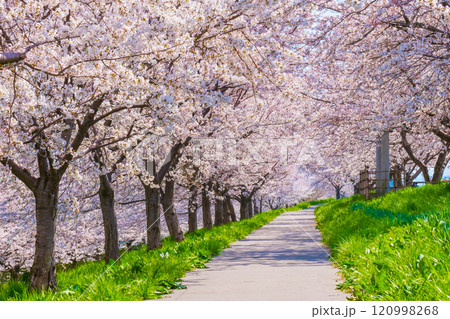 大河津分水桜並木 大河津分水桜並木 120998268
