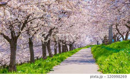 大河津分水桜並木 大河津分水桜並木 120998269
