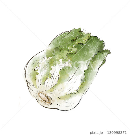 白菜のイラスト 白菜のイラスト 120998271
