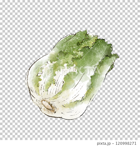 白菜のイラスト 白菜のイラスト 120998271