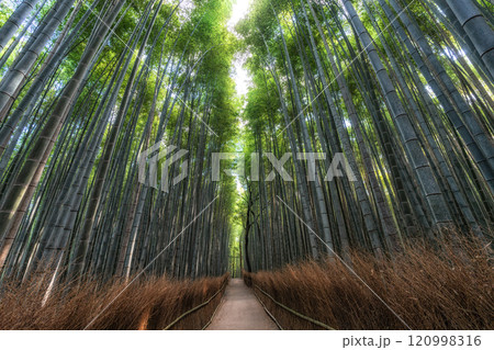Arashiyama Bamboo Forest 120998316