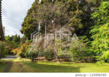 Saihoji Kokedera Temple 120998399