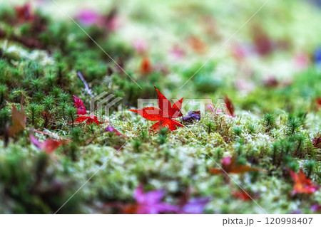 red maple leaves on moss 120998407