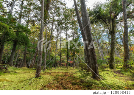 Saihoji Kokedera Temple 120998413