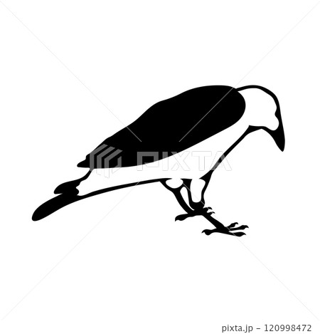 Bird Raven Crow Black Silhouette for Icon. Bird Raven Crow Black Silhouette for Icon. 120998472