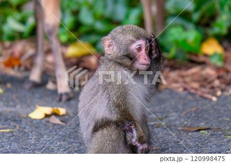 ヤクザル 困った 世界自然遺産屋久島(夏 ヤクザル 困った 世界自然遺産屋久島(夏 120998475