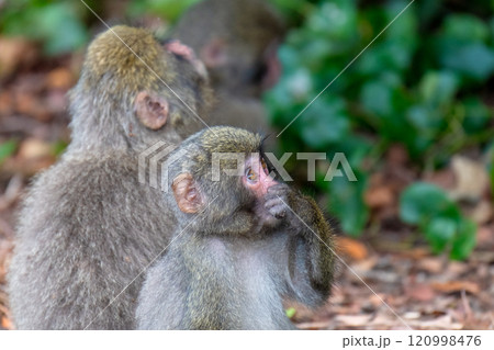 ヤクザル　くつろぐ　世界自然遺産屋久島(夏 120998476
