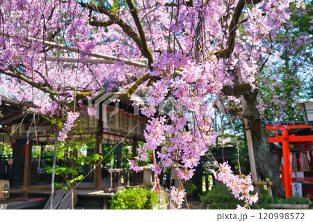 水火天満宮　美しい枝垂れ桜（京都府京都市上京区） 120998572