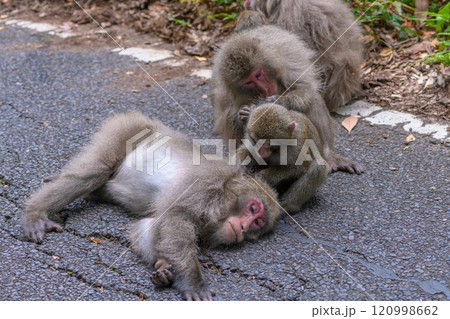ヤクザル　毛づくろい　世界自然遺産屋久島(夏 120998662