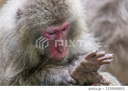 屋久島世界自然遺産の猿(7月)毛づくろいをするヤクザル 120998663