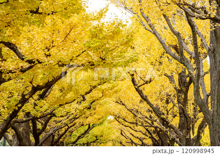 黄金色に輝く神宮外苑の銀杏 黄金色に輝く神宮外苑の銀杏 120998945