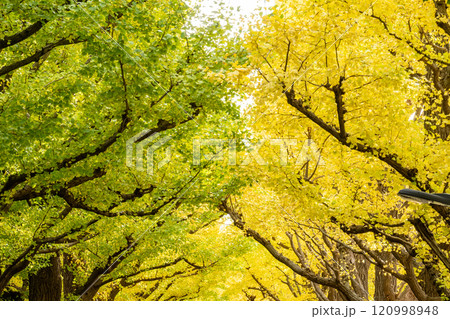 黄金色に輝く神宮外苑の銀杏 120998948