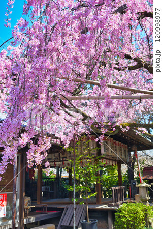 水火天満宮 美しい枝垂れ桜(京都府京都市上京区) 水火天満宮 美しい枝垂れ桜(京都府京都市上京区) 120998977