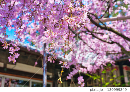 水火天満宮 美しい枝垂れ桜(京都府京都市上京区) 水火天満宮 美しい枝垂れ桜(京都府京都市上京区) 120999249
