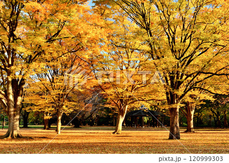 早朝 晩秋代々木公園 落葉広葉樹 ケヤキの紅葉風景 早朝 晩秋代々木公園 落葉広葉樹 ケヤキの紅葉風景 120999303