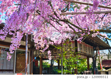 水火天満宮 美しい枝垂れ桜(京都府京都市上京区) 水火天満宮 美しい枝垂れ桜(京都府京都市上京区) 120999311
