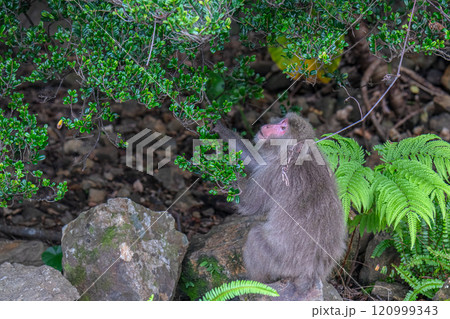 ヤクザル　上を見る　世界自然遺産屋久島(夏 120999343